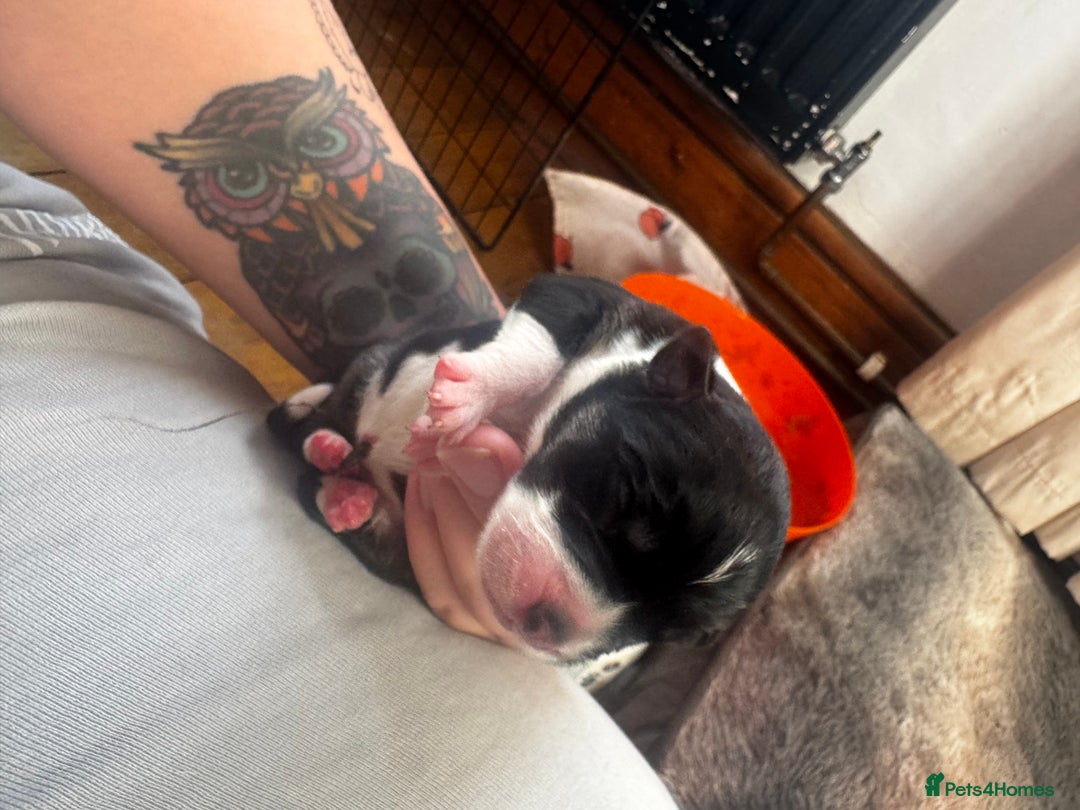 Mixed Breed dogs for sale: Pups for sale  - Image 3