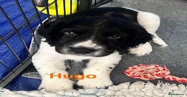 Sprocker dogs - Advert 12