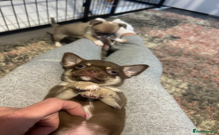 Chihuahua dogs - Advert 8