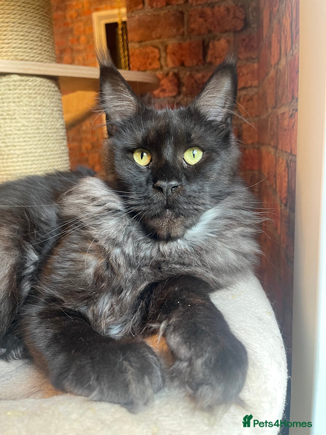 Maine Coon cats for sale: Maine coon - Advert 1