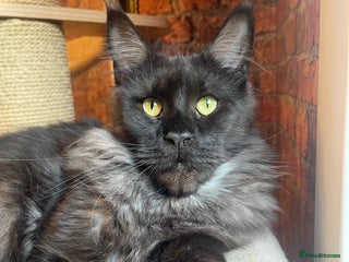 Maine Coon cats Maine coon - Advert 1