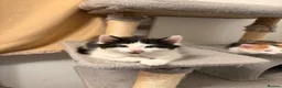Mixed Breed cats for sale: Female long hair kittens in Southampton - Advert 5
