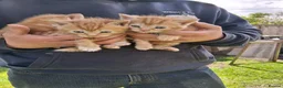 Mixed Breed cats for sale: Beautiful ginger kittens 5* homes only - Advert 10
