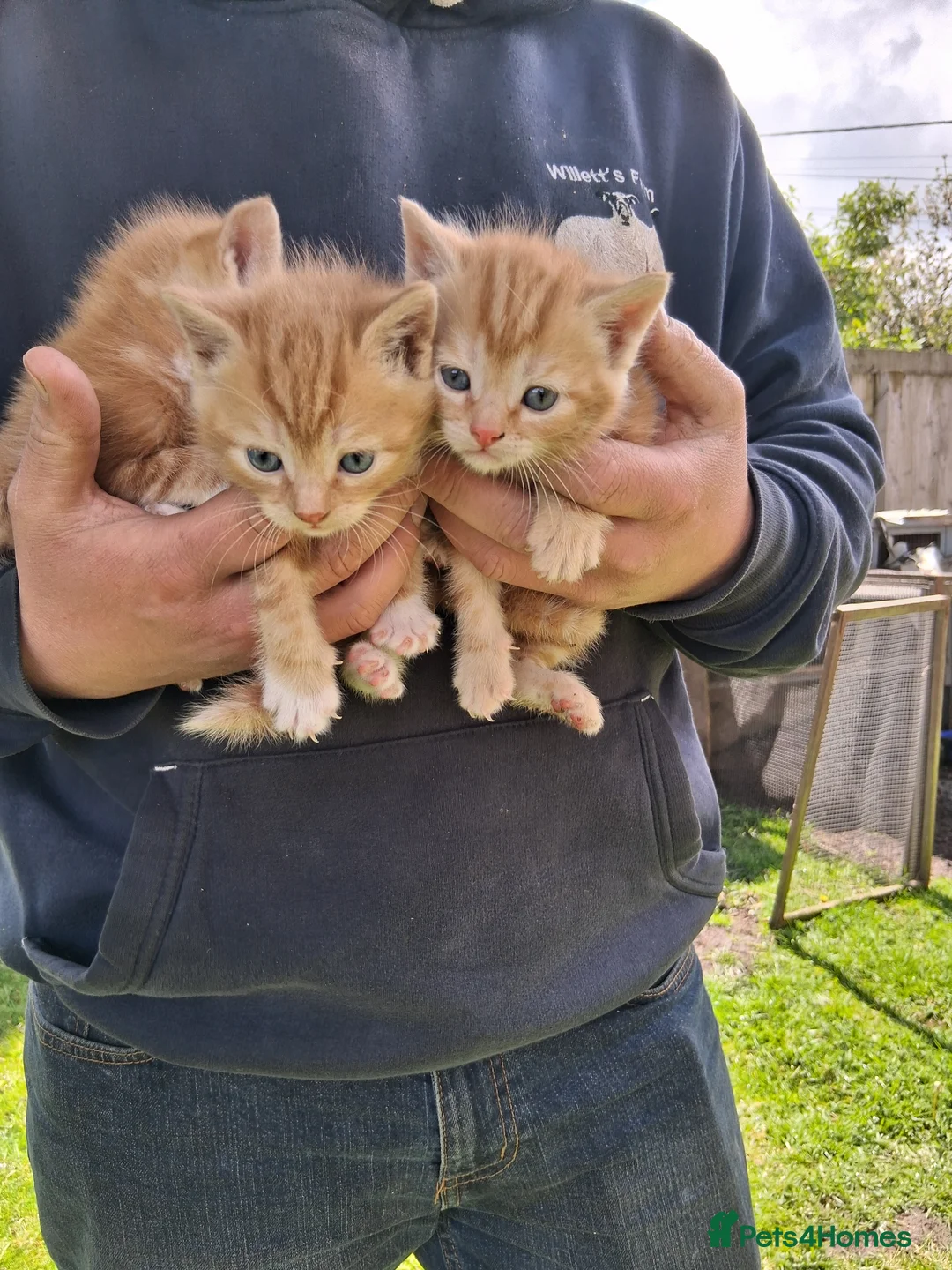 Mixed Breed cats for sale: Beautiful ginger kittens 5* homes only - Advert 10