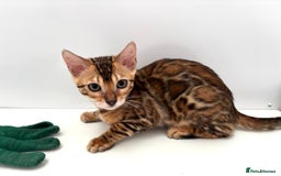 Bengal cats for sale: TICA brown rosetted female bengal kittens - Image 10