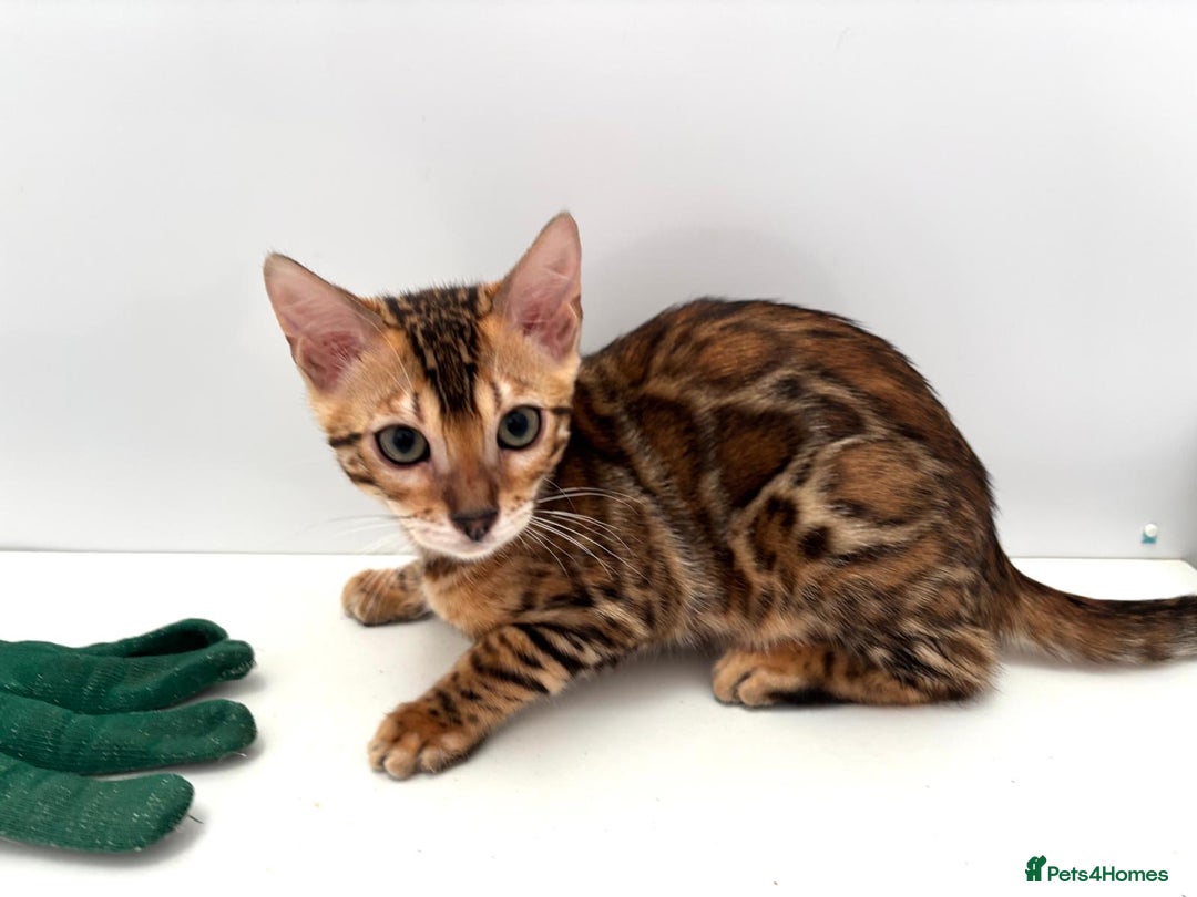 Bengal cats for sale: TICA brown rosetted female bengal kittens - Image 10
