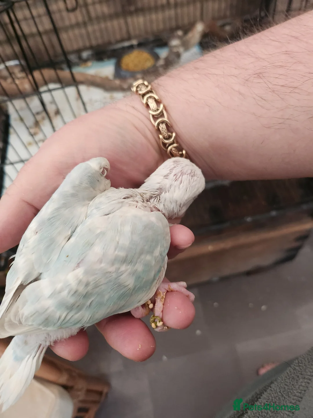 Ringnecks birds for sale: Blue lacewing ringneck - Advert 1