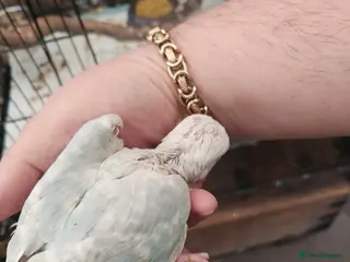 Ringnecks birds Blue lacewing ringneck - Advert 2