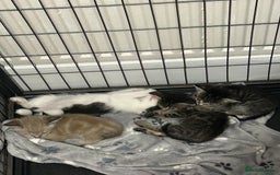 Ragamese cats for sale: Beautiful ragamese/bengal - Image 16