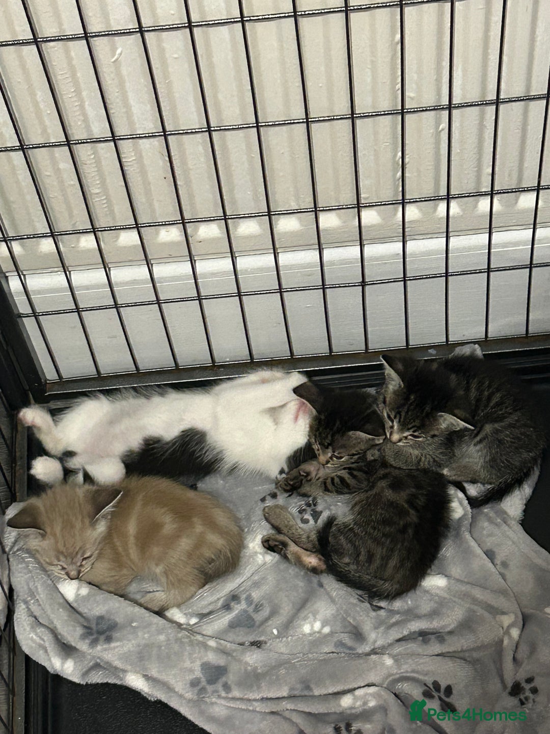 Ragamese cats for sale: Beautiful ragamese/bengal - Image 16