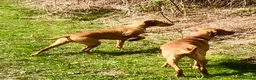 Hungarian Vizsla dogs for sale: Pedigree Hungarian Vizsla’s !! 🐶🐶 - Advert 7