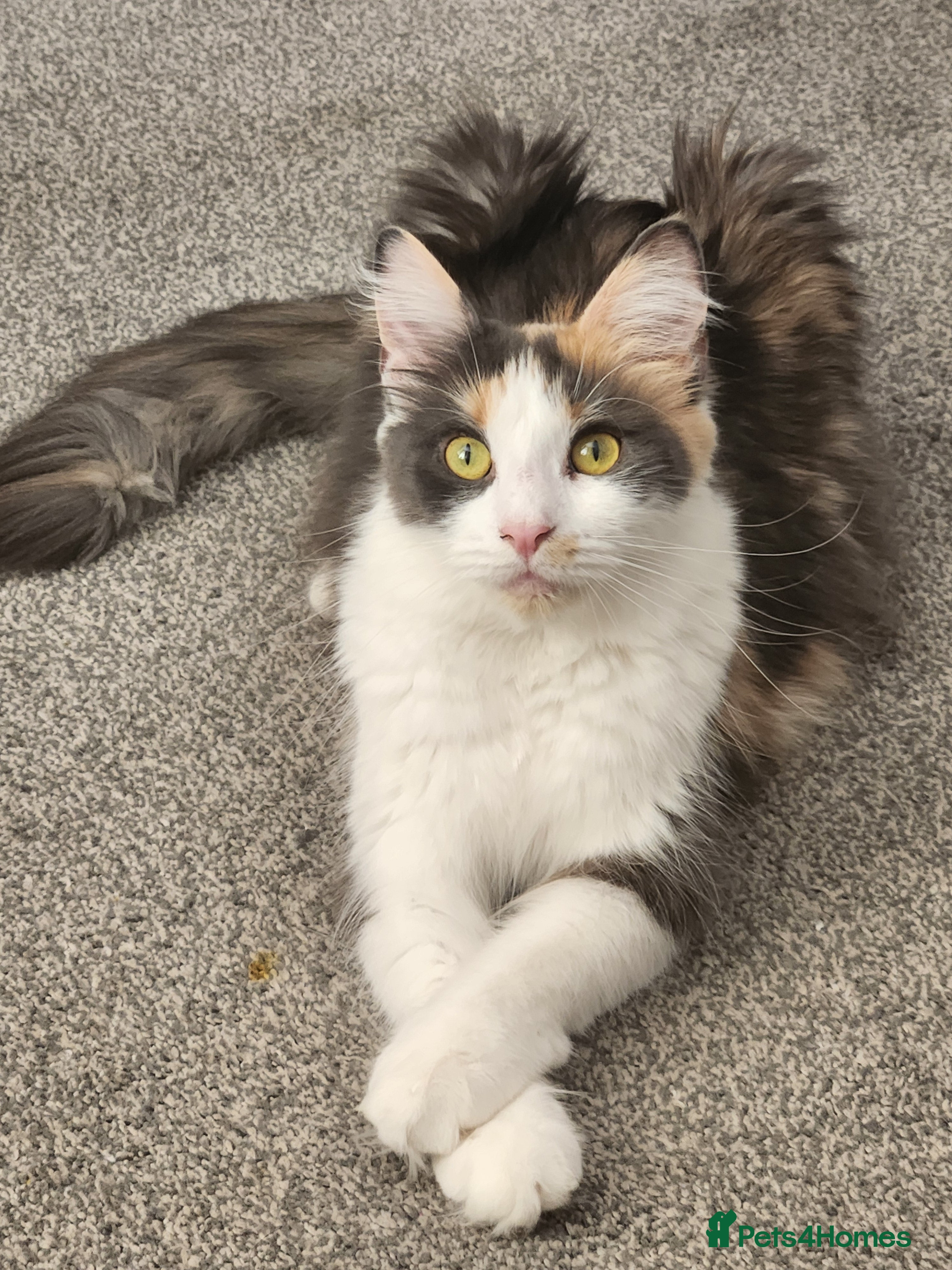 Maine Coon cats Beautiful Purebred maine coon kittens - Advert 13