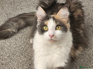 Maine Coon cats Beautiful Purebred maine coon kittens - Advert 13