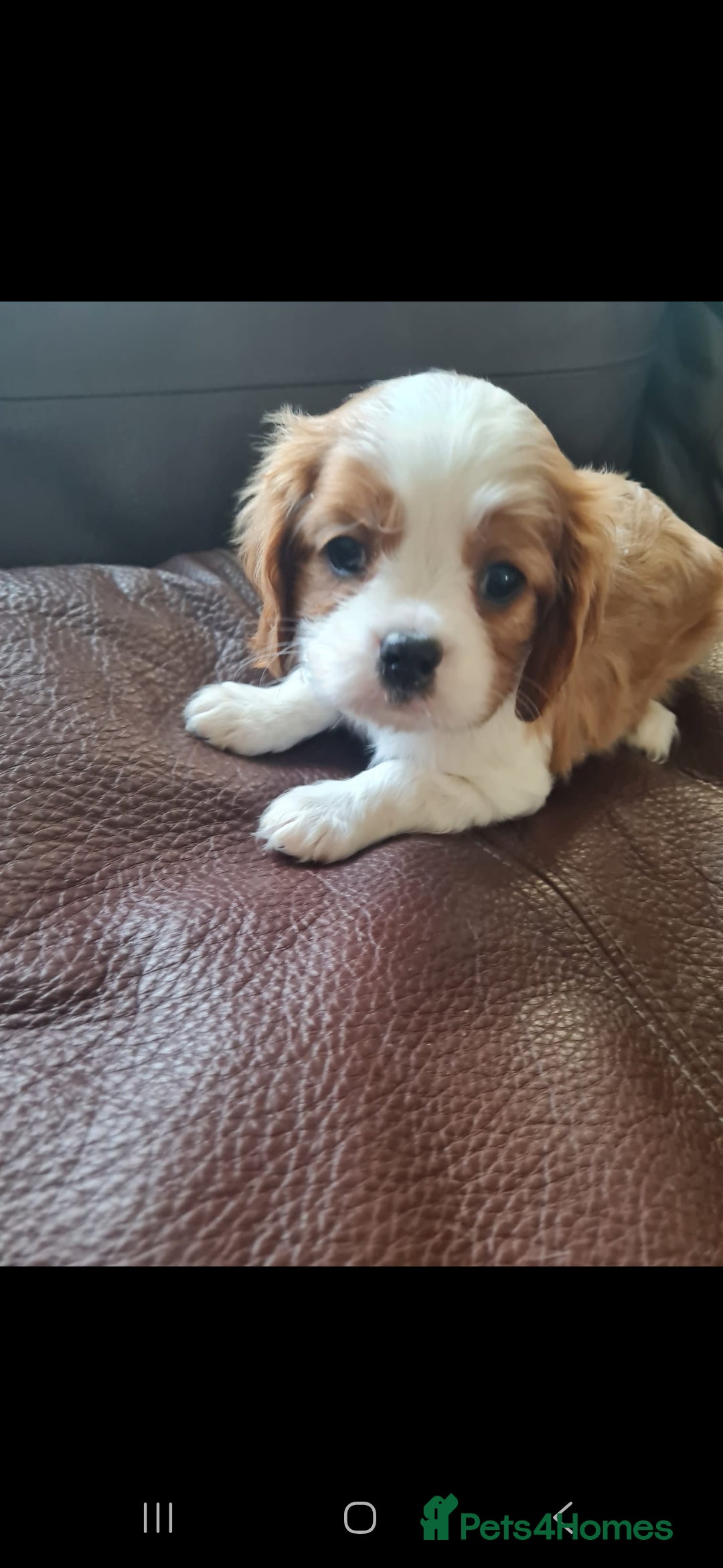 Cavalier King Charles Spaniel dogs Cavalier king Charles spaniel for sale  - Advert 11