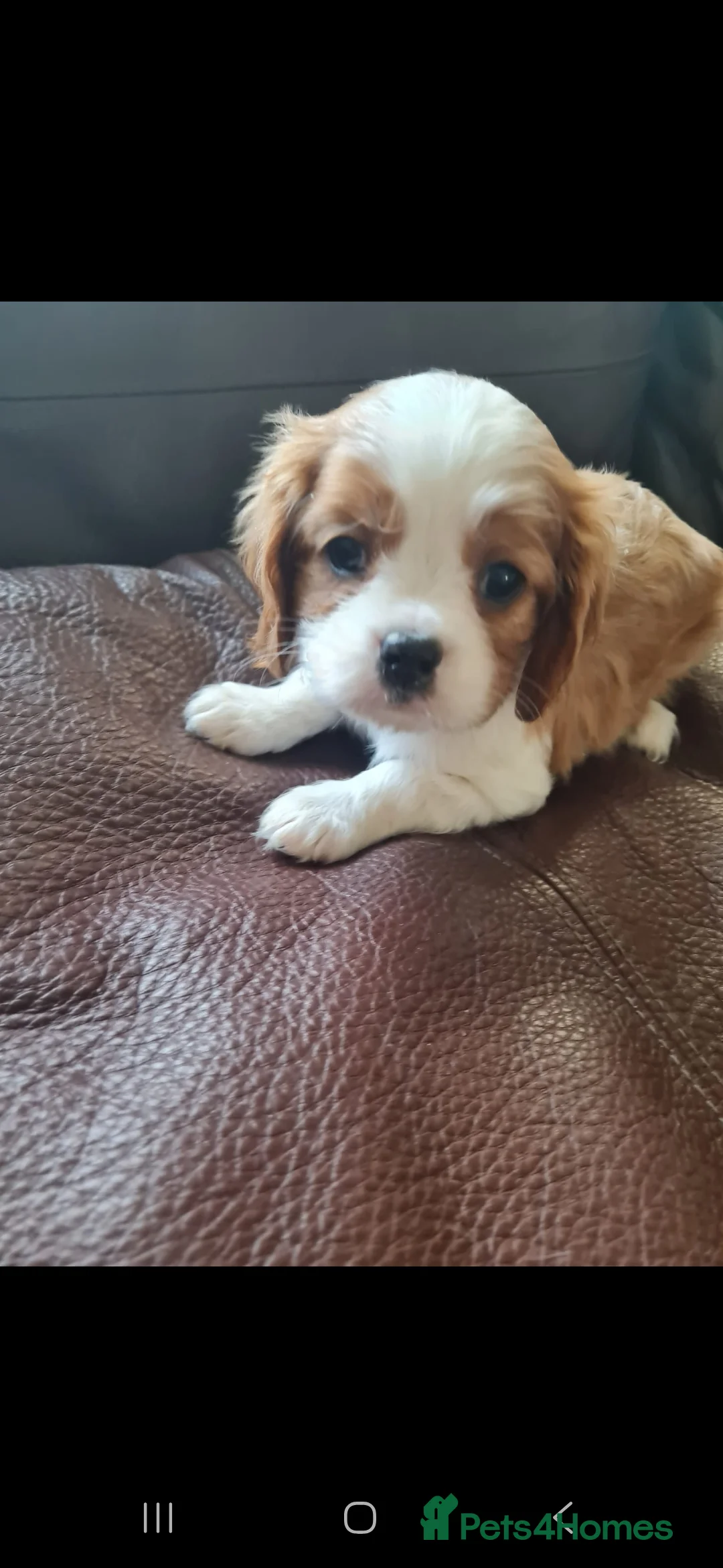Cavalier King Charles Spaniel dogs for sale: Cavalier king Charles spaniel for sale  - Advert 1