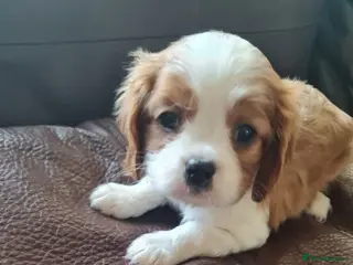 Cavalier King Charles Spaniel dogs Cavalier king Charles spaniel for sale - Advert 11