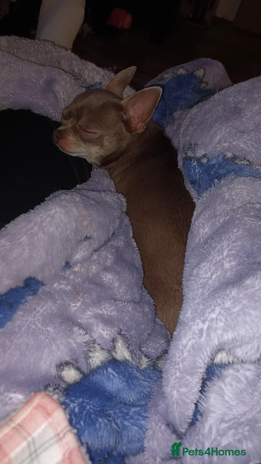 Chihuahua dogs for sale: Beautiful chihuahua female tan and white  - Advert 3