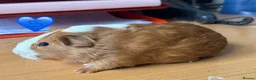 Guinea Pig rodents for sale: Young Guinea Pigs - 1 Male & 1 Female - Advert 4