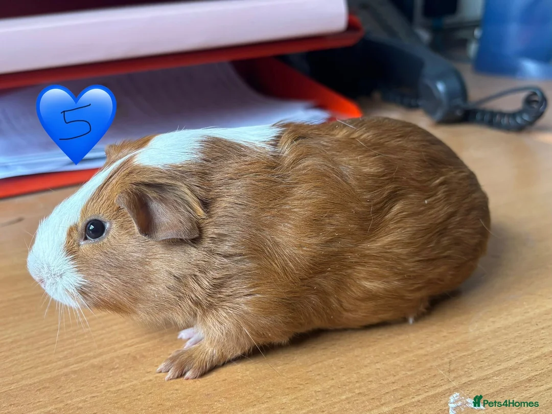 Guinea Pig rodents for sale: Young Guinea Pigs - 1 Male & 1 Female - Advert 4