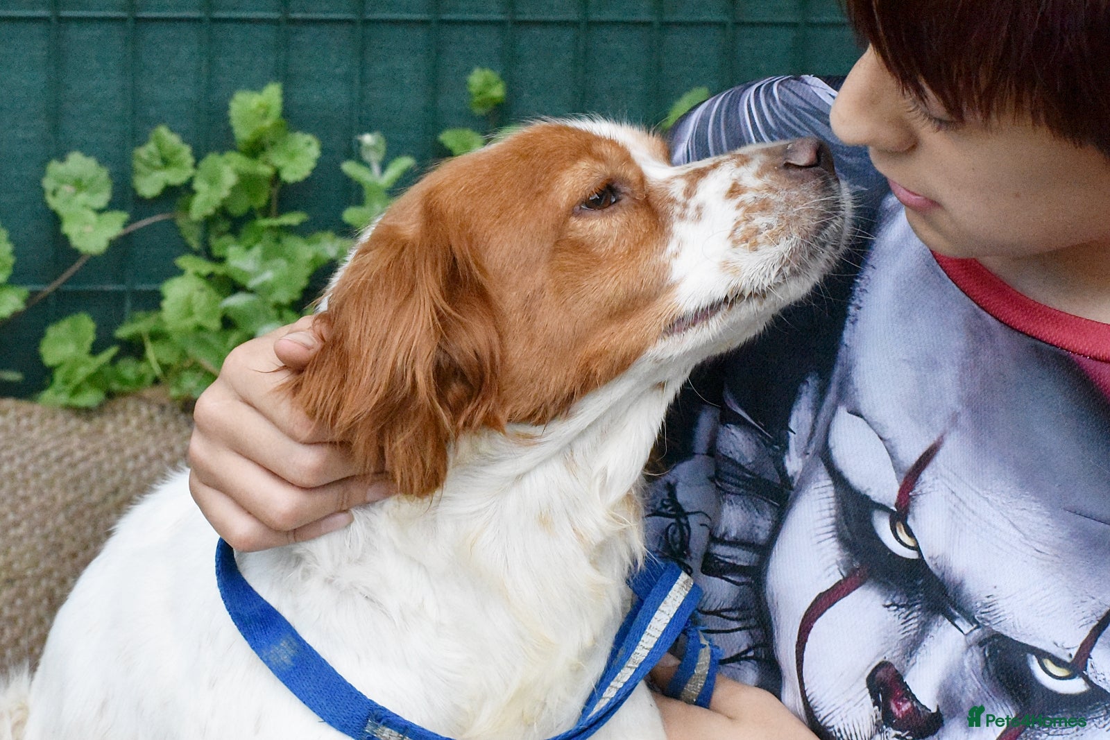 Brittany Spaniel dogs for adoption: Xara  in Consett - Advert 5