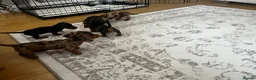 Miniature Dachshund dogs for sale: Miniature smooth haired Dachshund  in Tredegar - Advert 12
