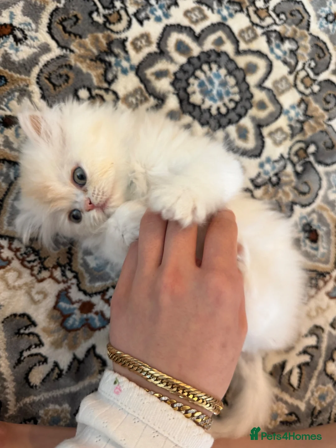 Persian cats for sale: 3 months old Persian kitten  in London - Advert 2
