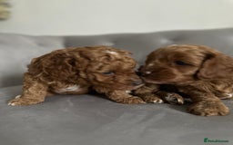 Cavapoo dogs for sale: Stunning Red Cavapoo Boys  - Image 13