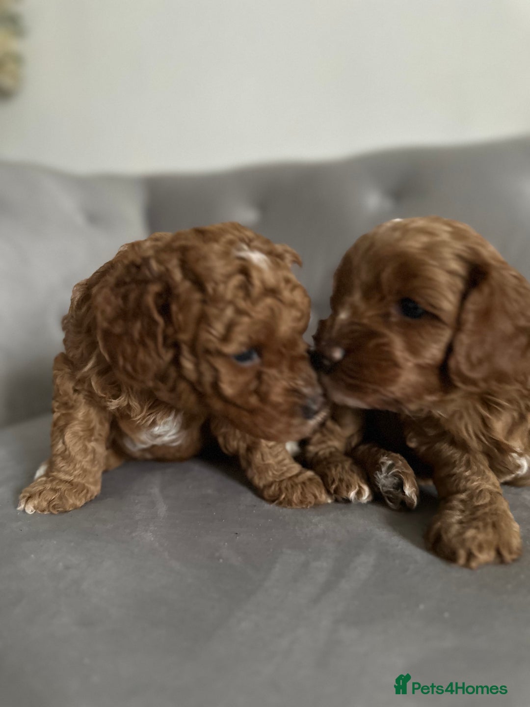 Cavapoo dogs for sale: Stunning Red Cavapoo Boys  - Image 13