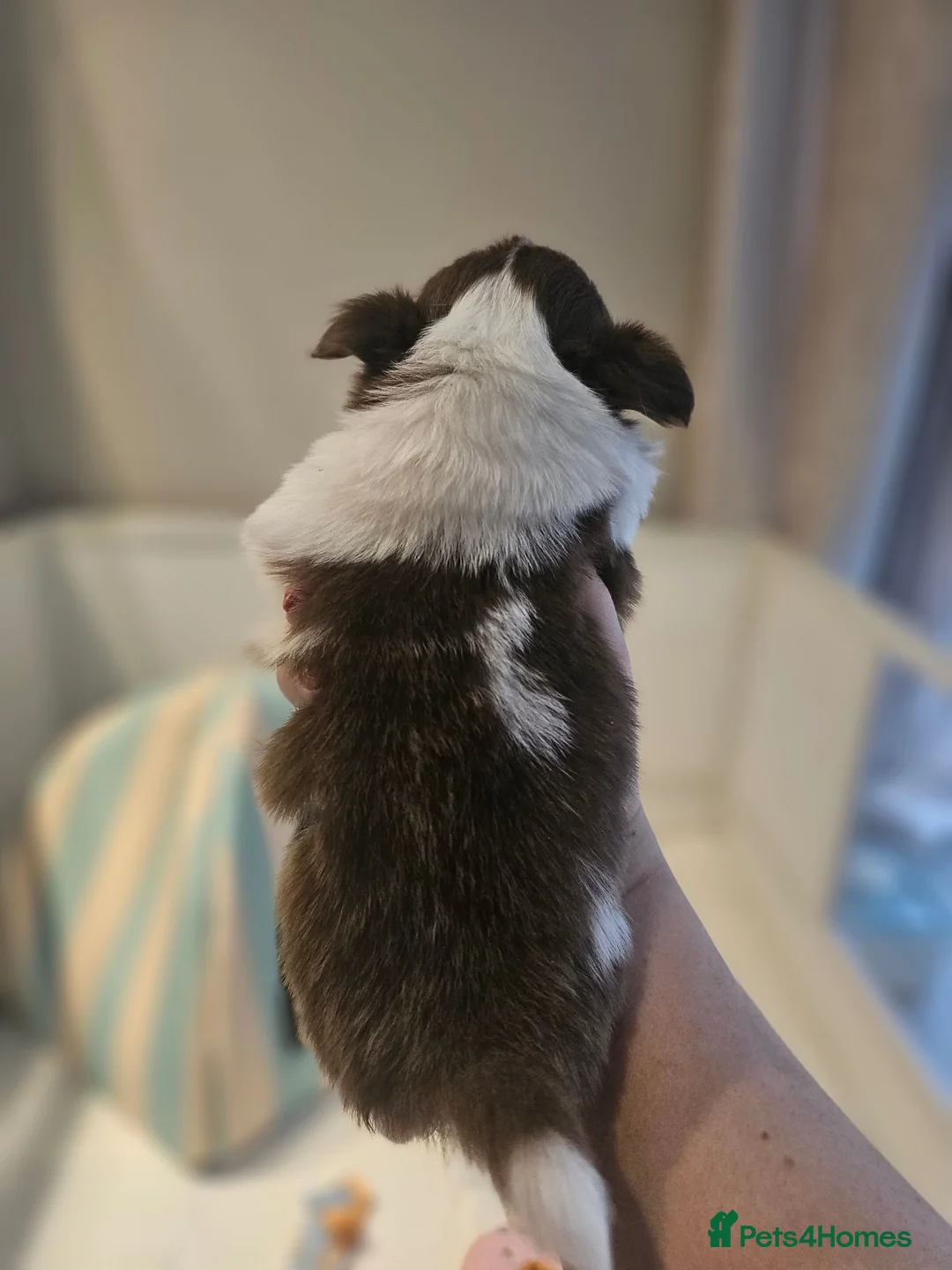 Chihuahua dogs for sale: TINY CHIHUAHUA PUPS long and short hair 🐶 - Advert 11