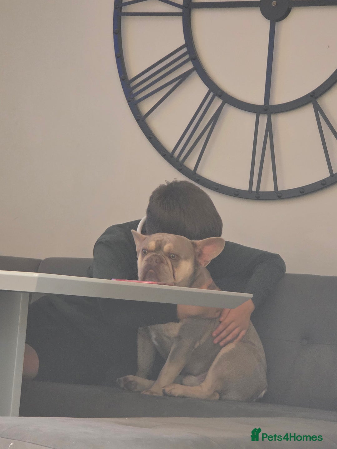 French Bulldog dogs for sale: Lilac and Tan 2YearOld Frenchie  - Image 2