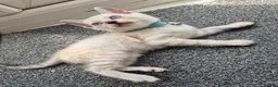 Mixed Breed cats for sale: Bengal Siamese mixed - Advert 2
