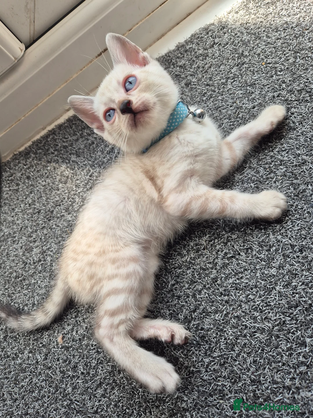 Mixed Breed cats for sale: Bengal Siamese mixed - Advert 2