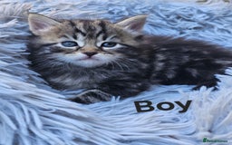 Maine Coon cats for sale: 8 weeks old 4 male 1 female ready to go new homes  - Image 16