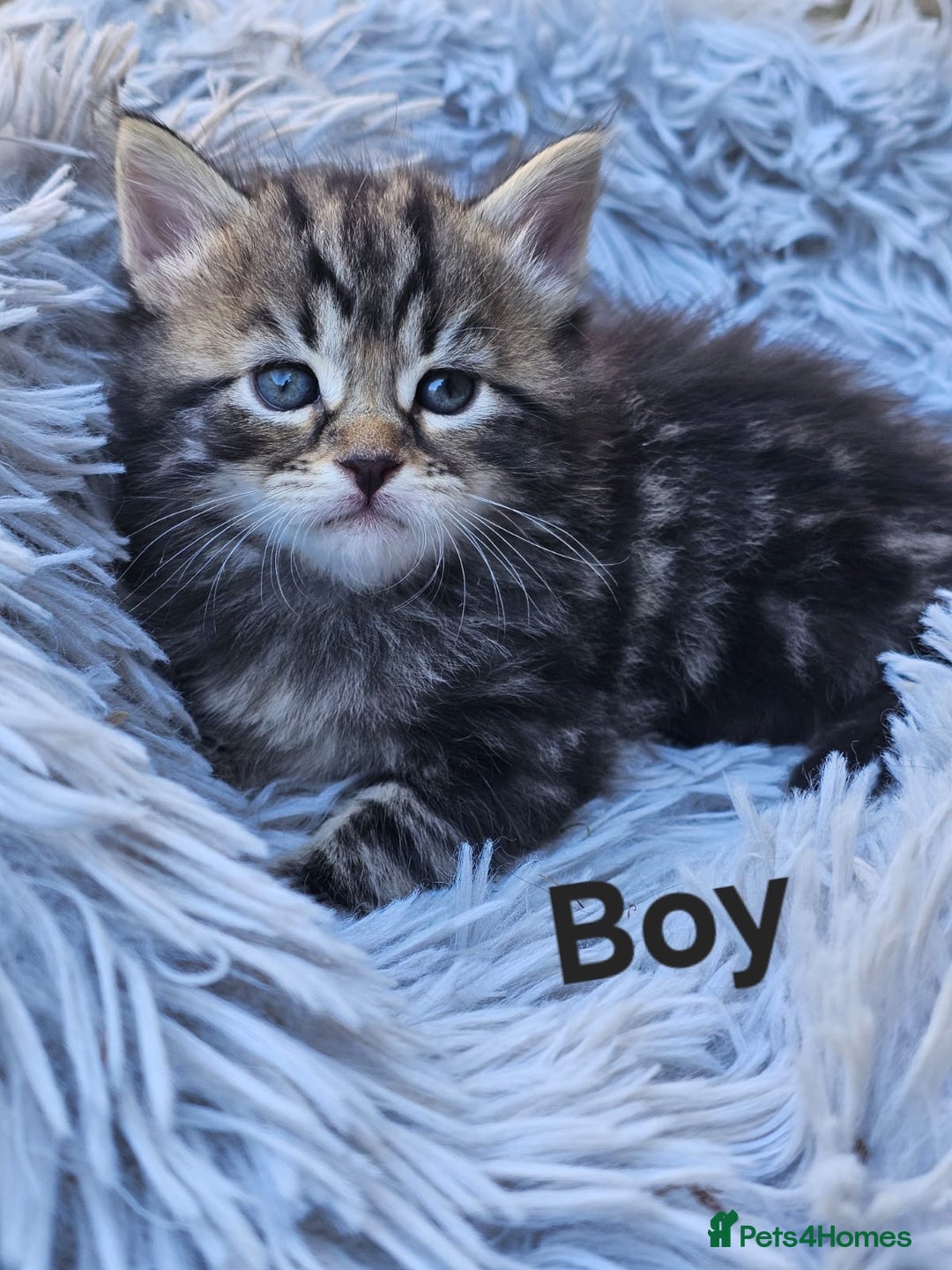 Maine Coon cats for sale: 8 weeks old 4 male 1 female ready to go new homes  - Image 16
