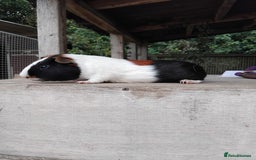 Guinea Pig rodents for sale: Tort and White Baby Boars. - Image 6