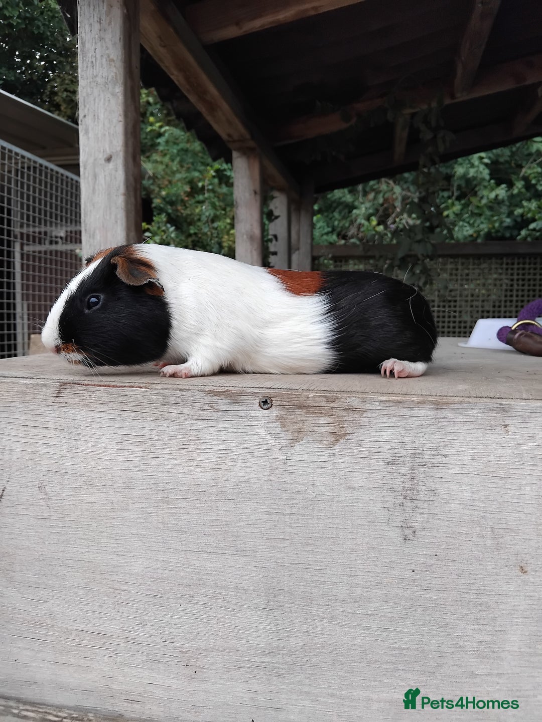 Guinea Pig rodents for sale: Tort and White Baby Boars. - Image 6