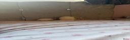 Rat rodents for sale: Bonded Pair of Rats - Advert 2