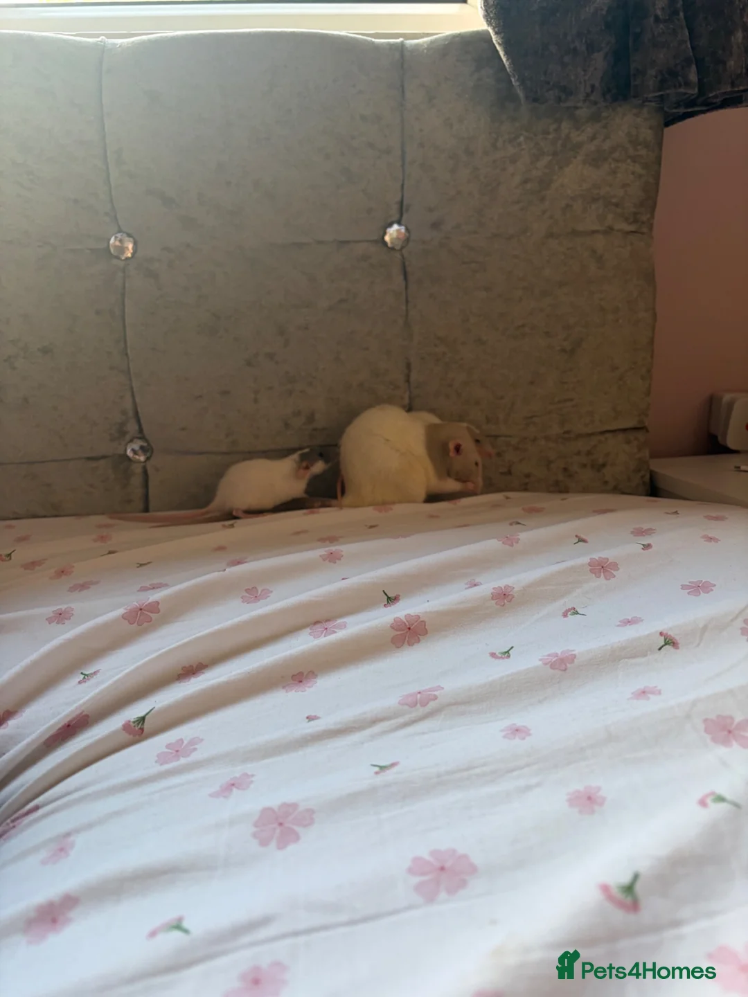 Rat rodents for sale: Bonded Pair of Rats - Advert 2