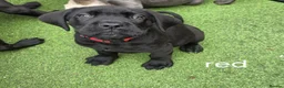 Cane Corso dogs for sale: Cane Coros Puppies For Sale  - Advert 6