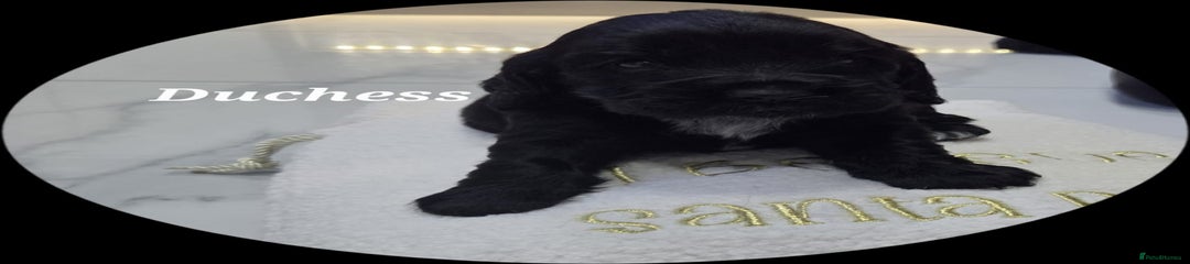 Cocker Spaniel Puppy 1