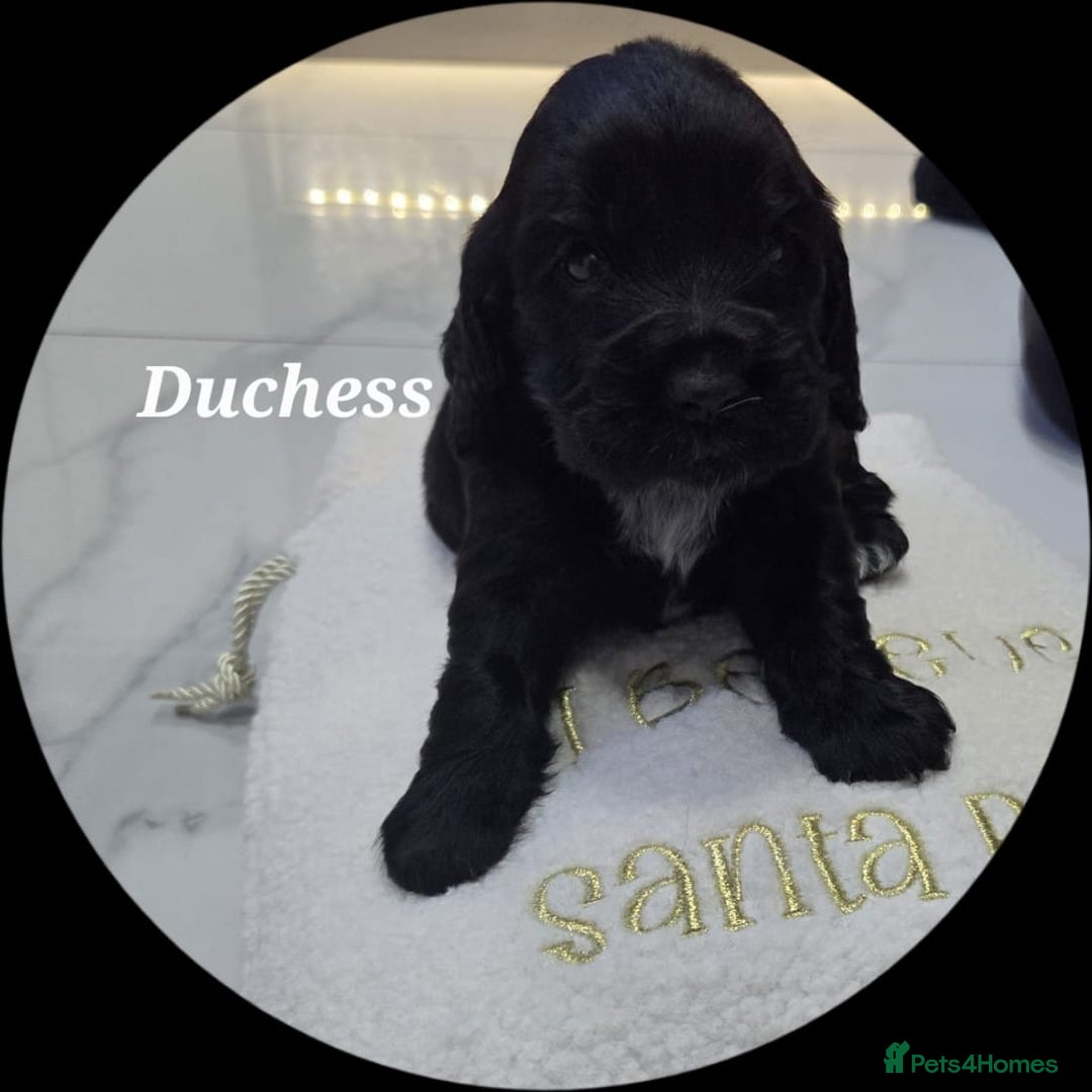 Cocker Spaniel dogs for sale: Cocker spaniels - Advert 1