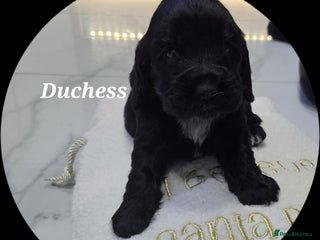 Cocker Spaniel dogs Cocker spaniels - Advert 1