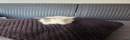 French Lop rabbits for sale: Mini Lop/Teddy Lionhead - Advert 7
