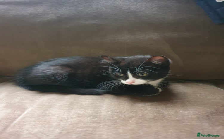 Mixed Breed cats - Advert 8