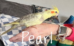 Cockatiels birds for sale: Baby hand reared cockatiels  - Advert 10