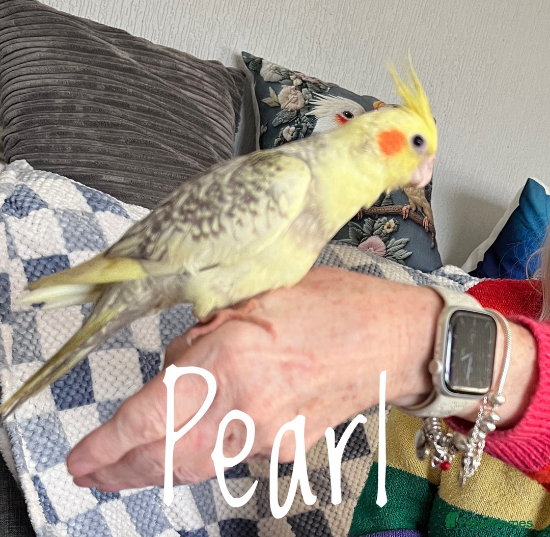 Cockatiels birds for sale: Baby hand reared cockatiels  - Advert 10