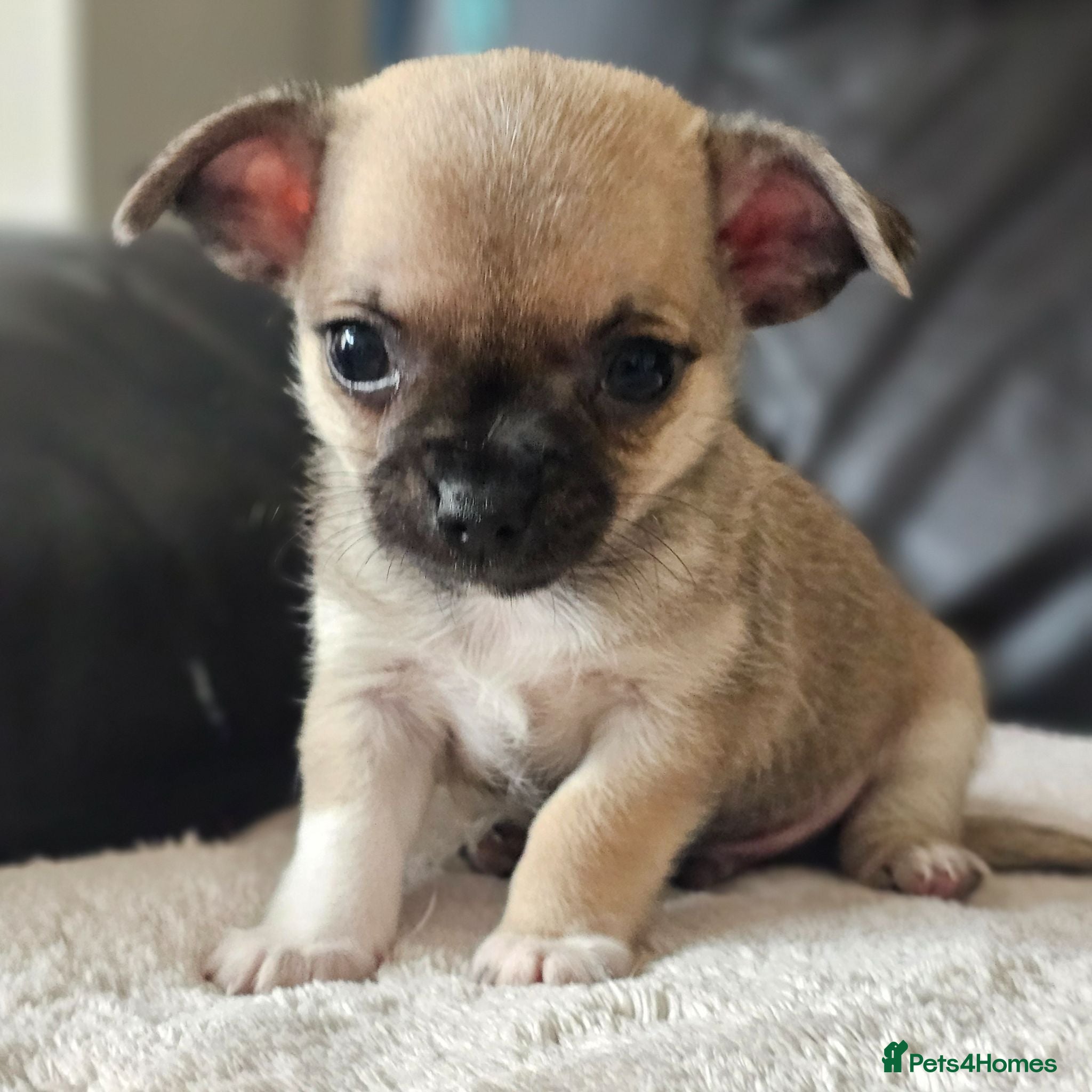 Chihuahua dogs 1 baby chiuaua  - Advert 20