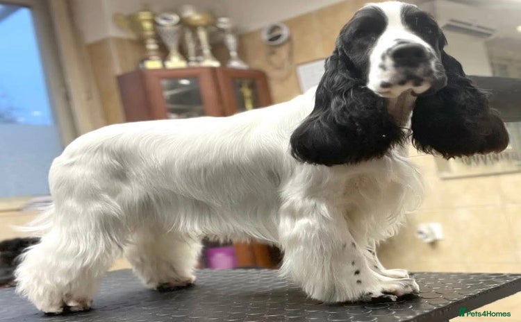 Cocker Spaniel dogs - Advert 4