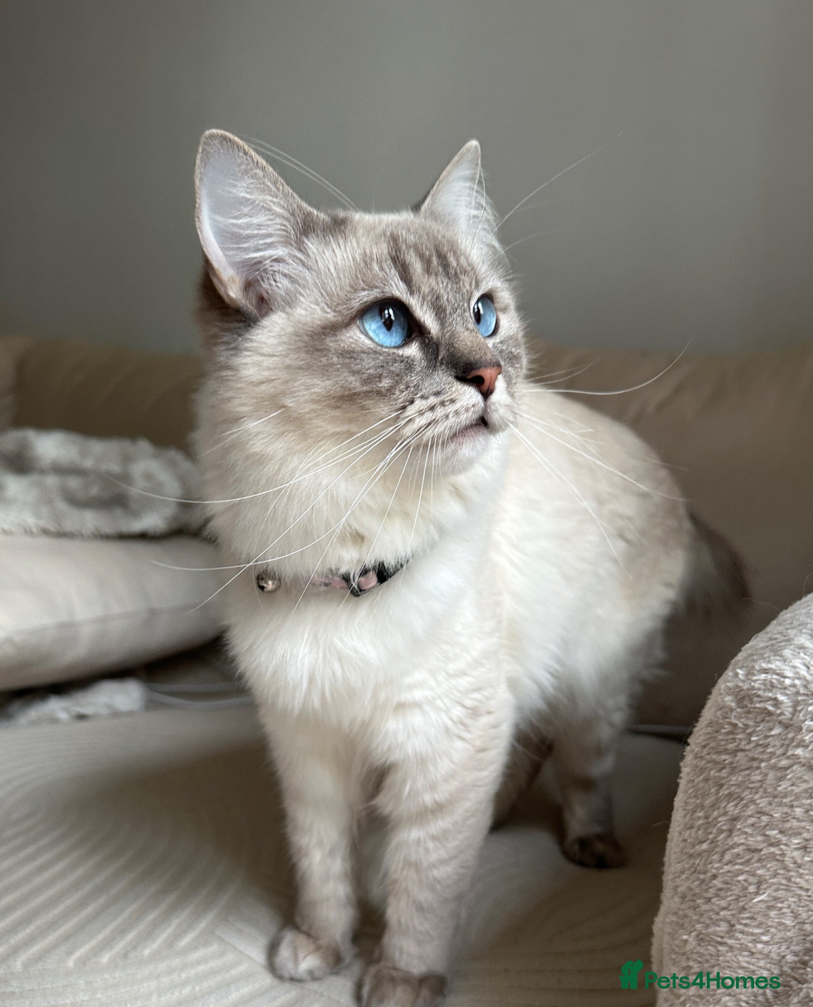 Ragdoll cats Gorgeous ragdoll - Advert 16