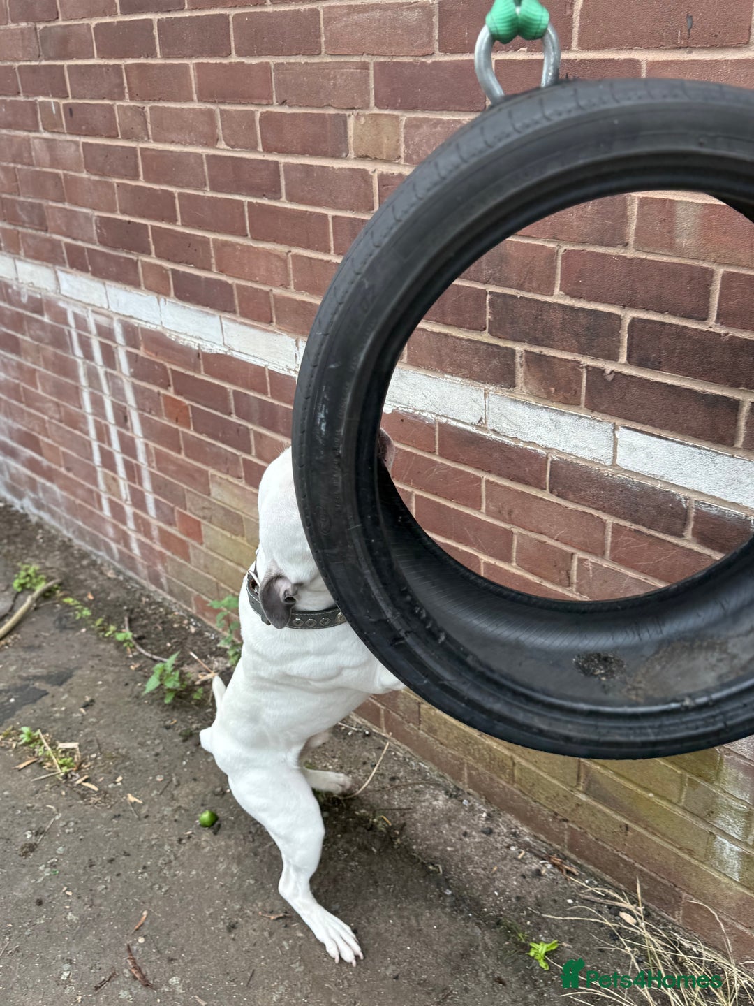 Staffordshire Bull Terrier dogs for stud: White and blue staff for STUD - Image 2